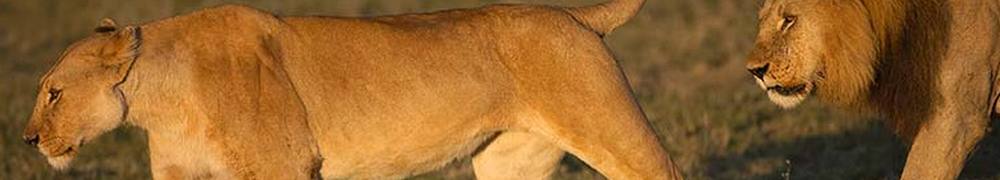 lion.jpg Tanzania travel and tours, Serengati wildlife safaris, Hotels mount kilimanjaro climbing Desert Safari, safari
